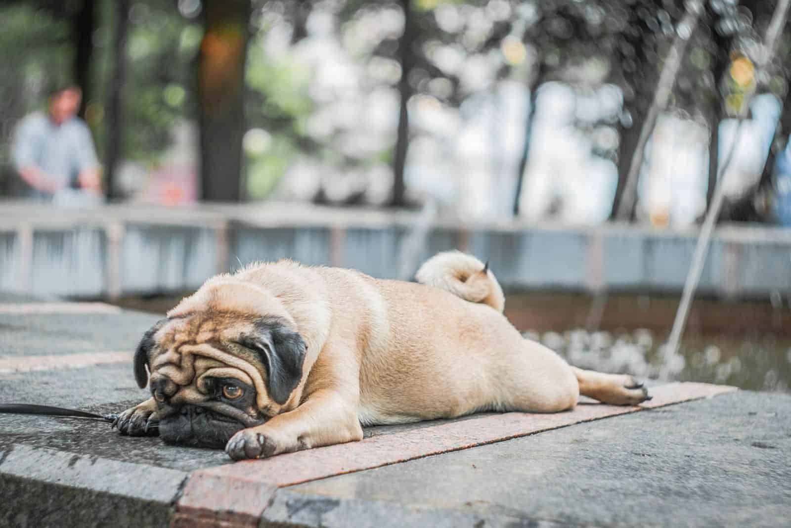 pit bull lies on a stone wall