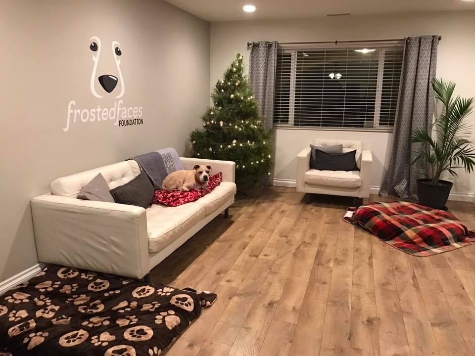 pit bull lying on a couch in living room