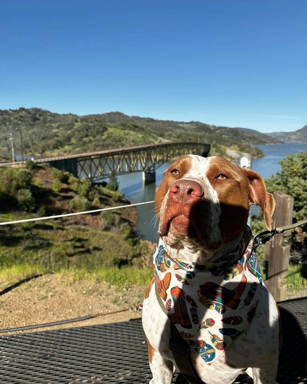 pit bull on a hill