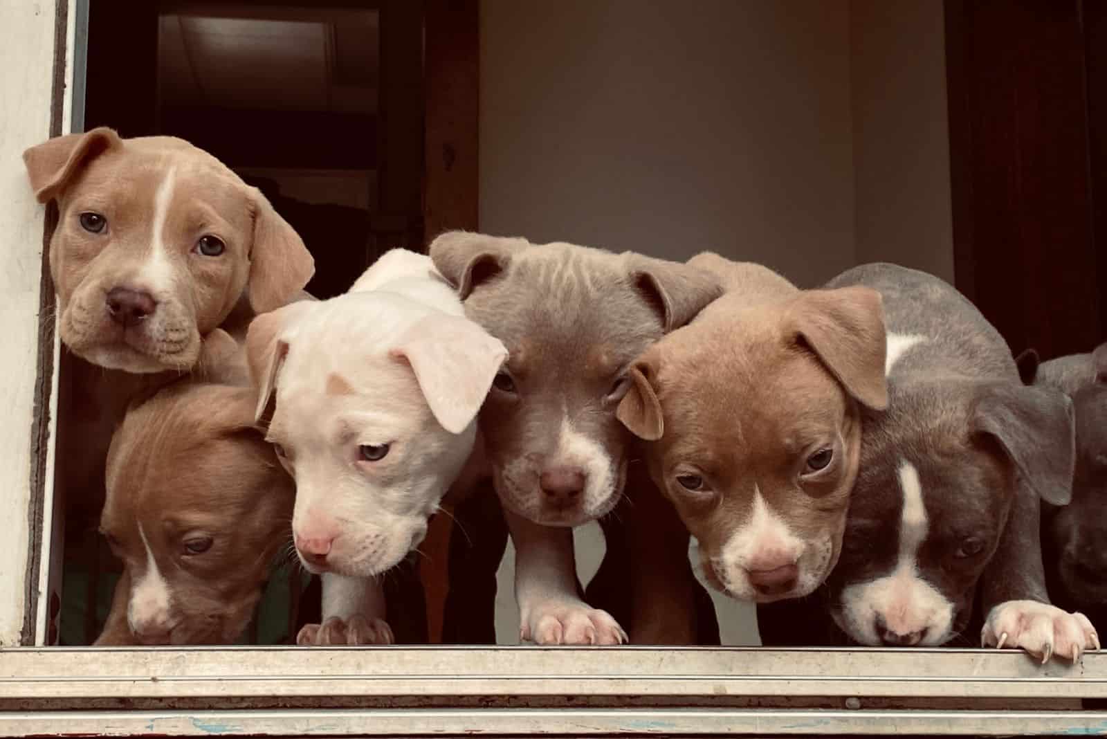 pit bull puppies