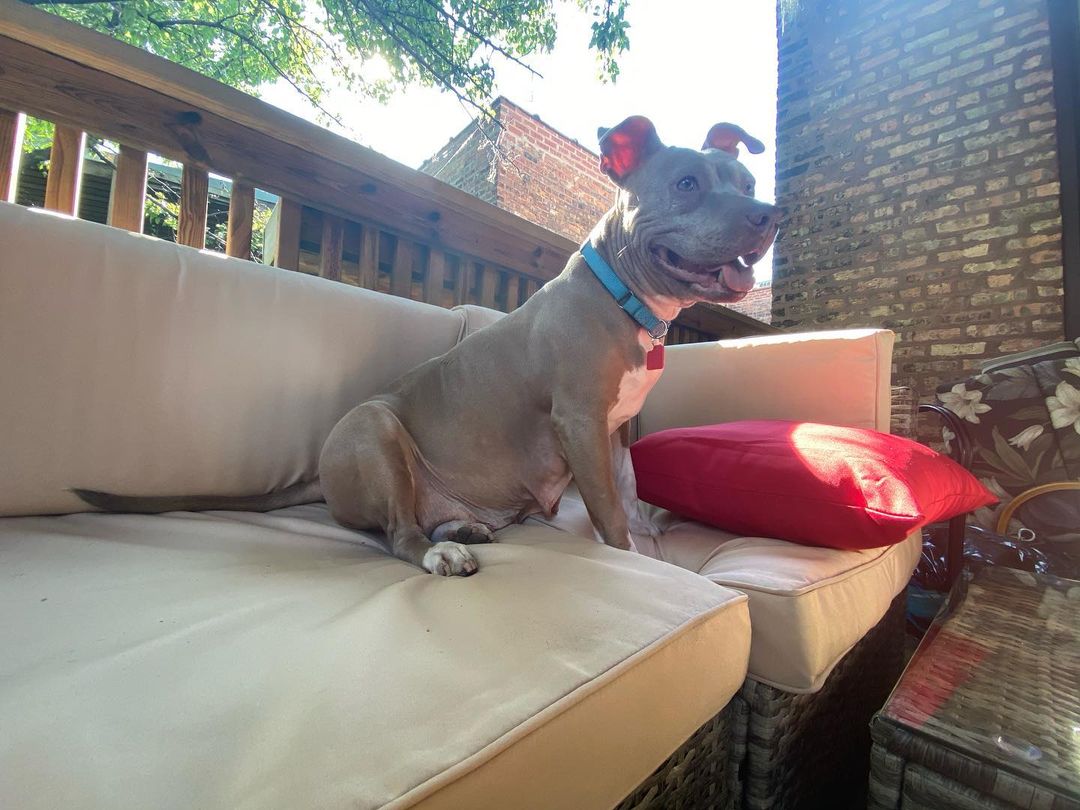 pit bull sitting on sofa outdoors