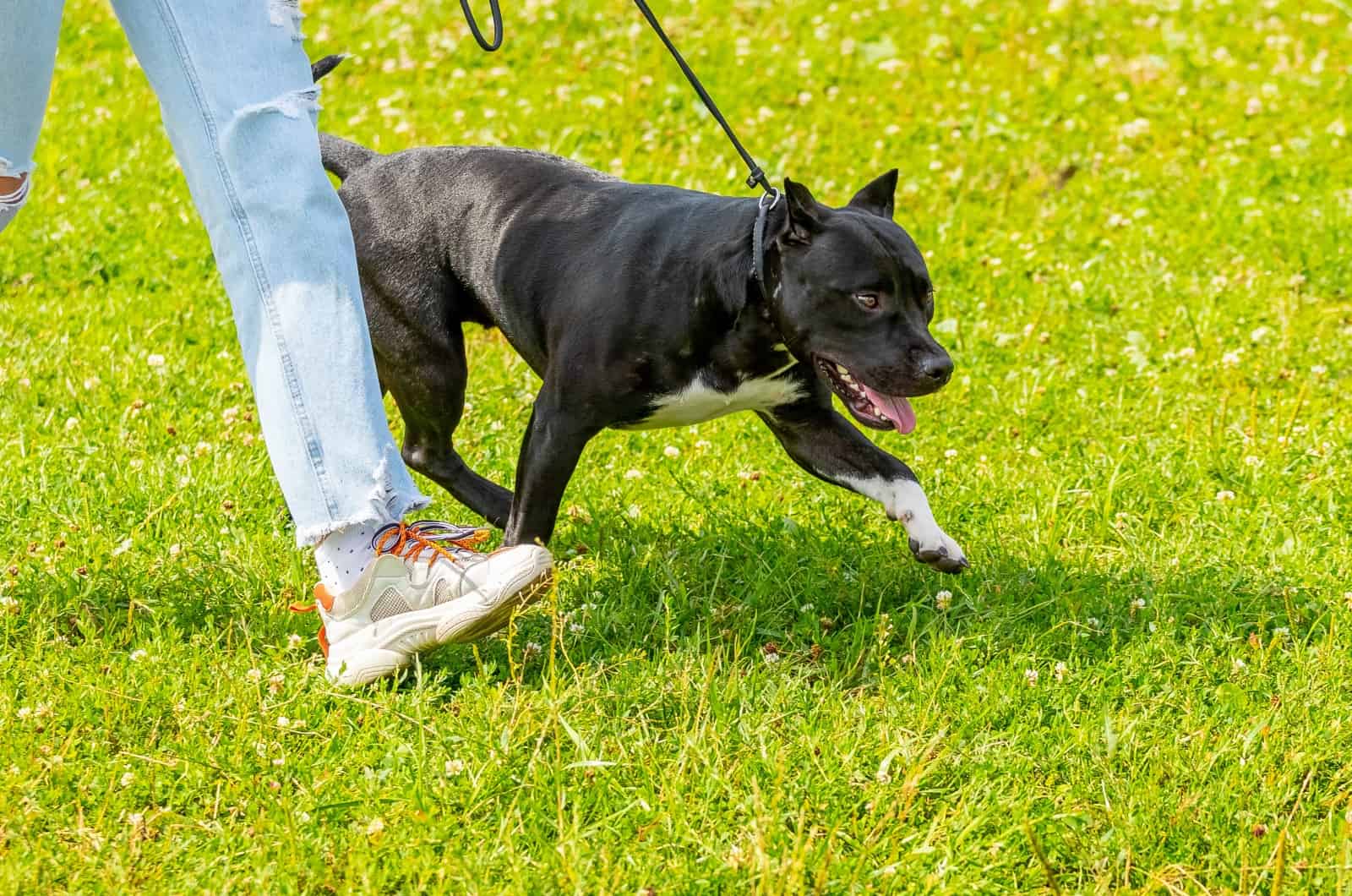 Pit Bull walking with owner