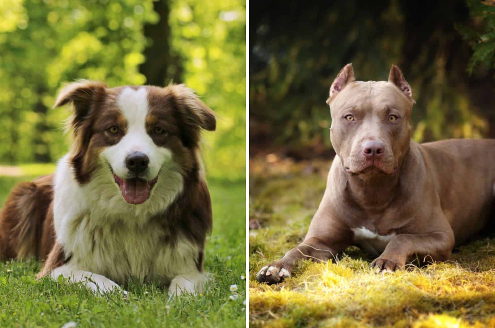 Pitbull Australian Shepherd Mix: Meeting Your New Buddy