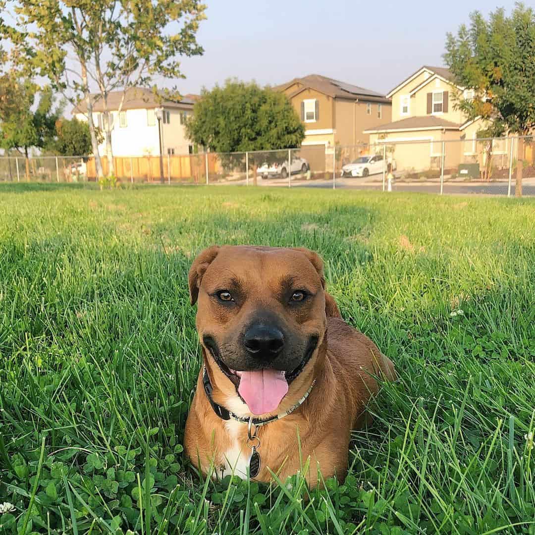 pitbull basset hound mix