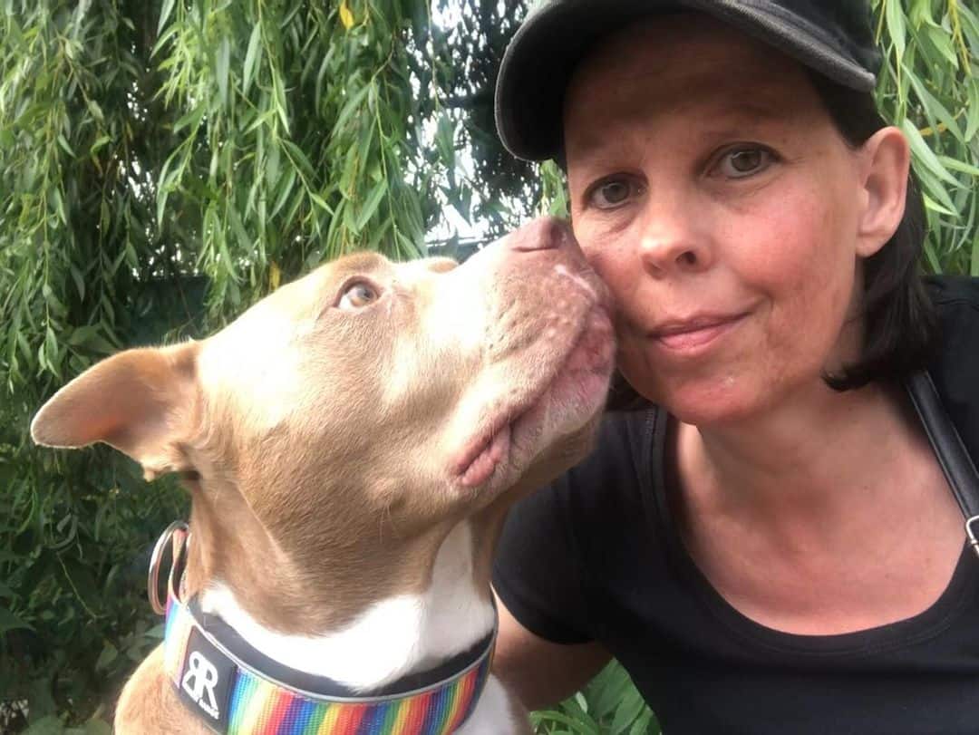 Pitbull Bully Mix sniffs a woman