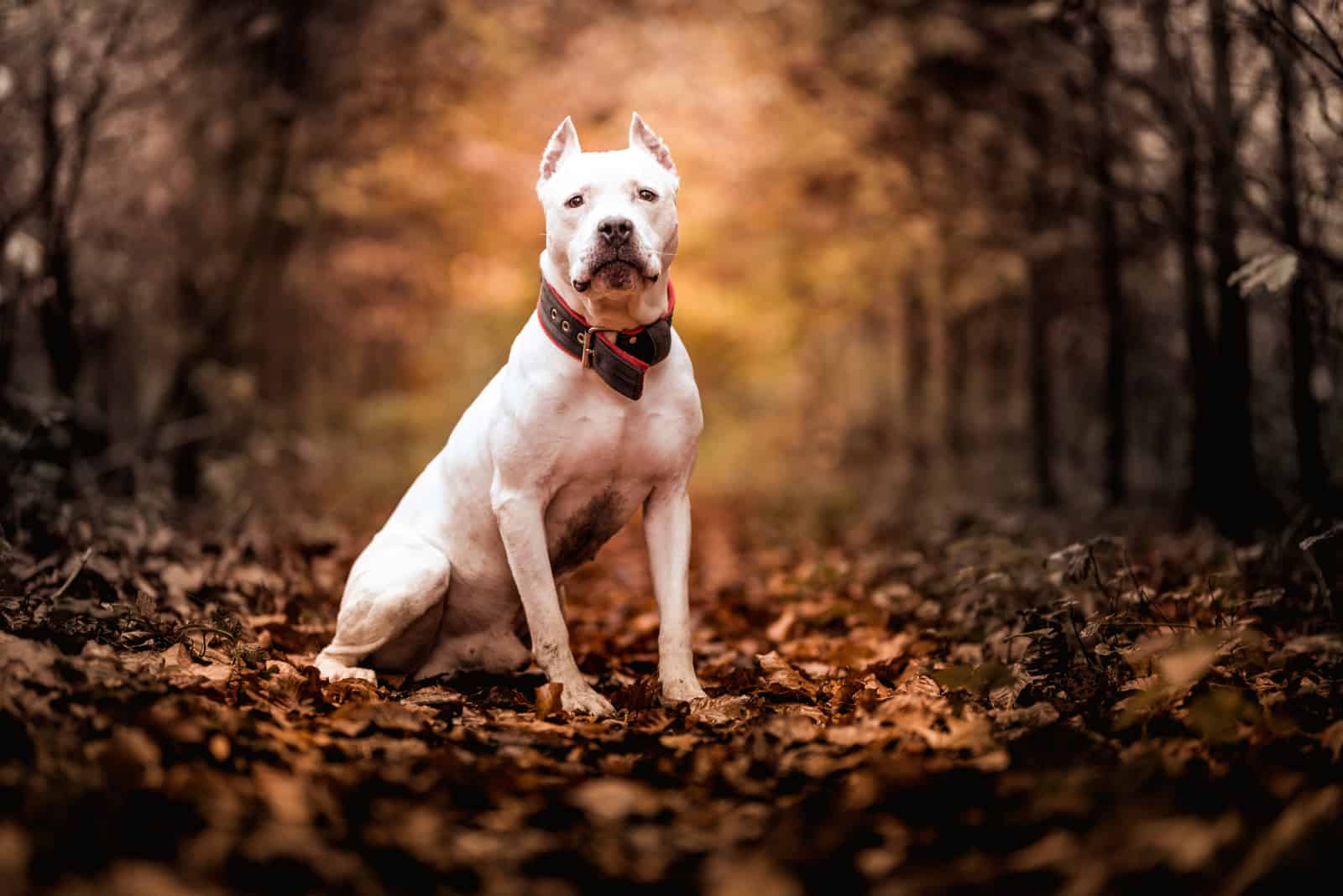 Pitbull Colors Explained: 35 Unique Colors And Patterns