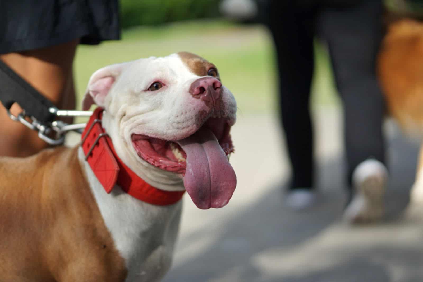 pitbull dog standing in the crowd in the park