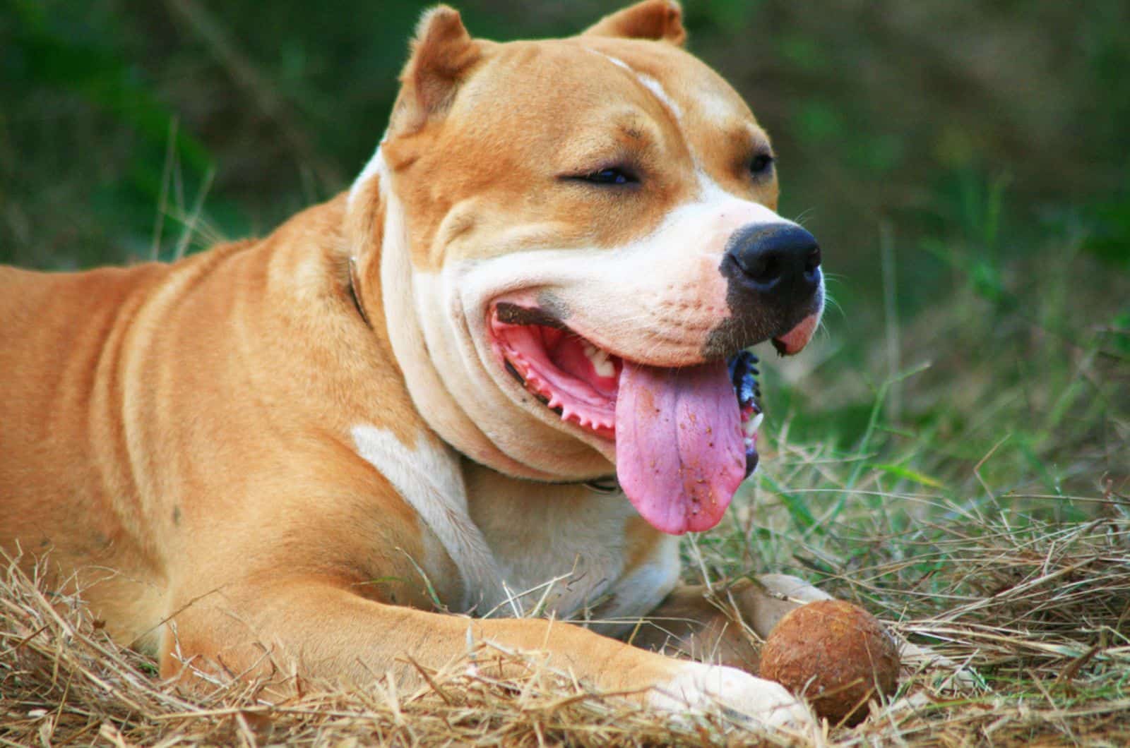 pitbull dog playing in nature