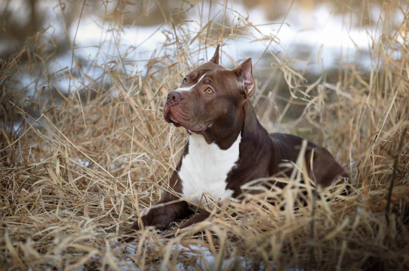 pitbull dog lying in a yellow grass