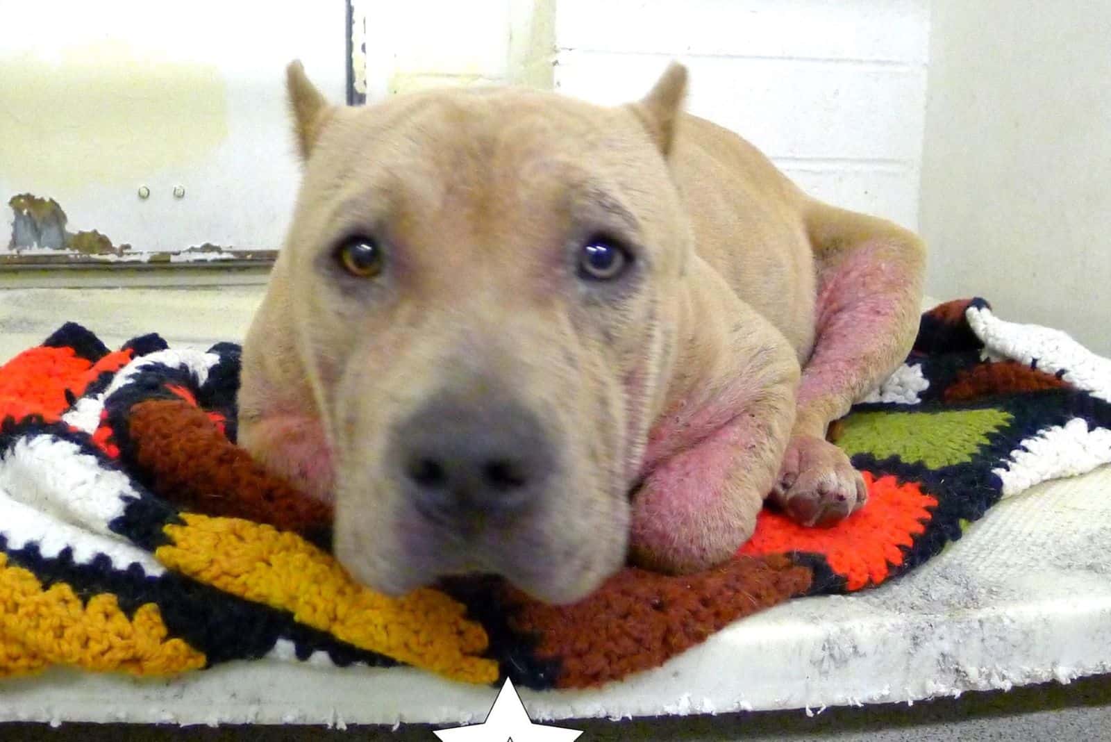 pitbull dog lying down on the blanket