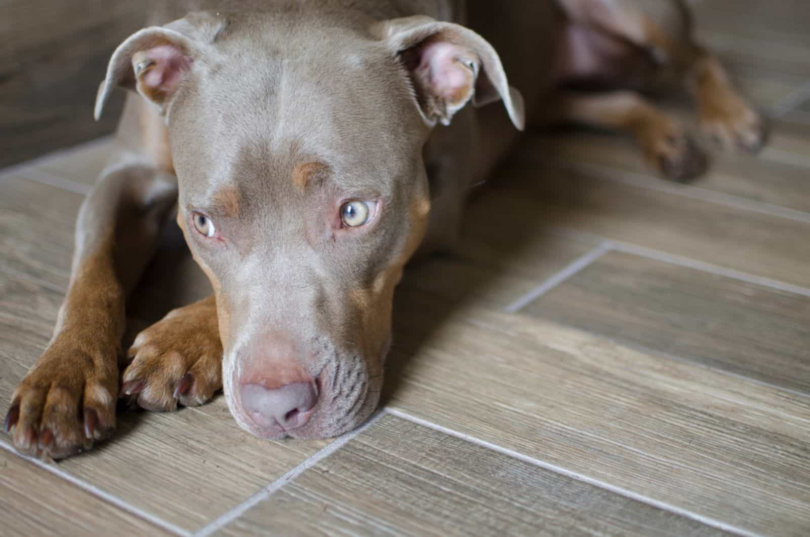 pitbull dog lying on the floor and hiding