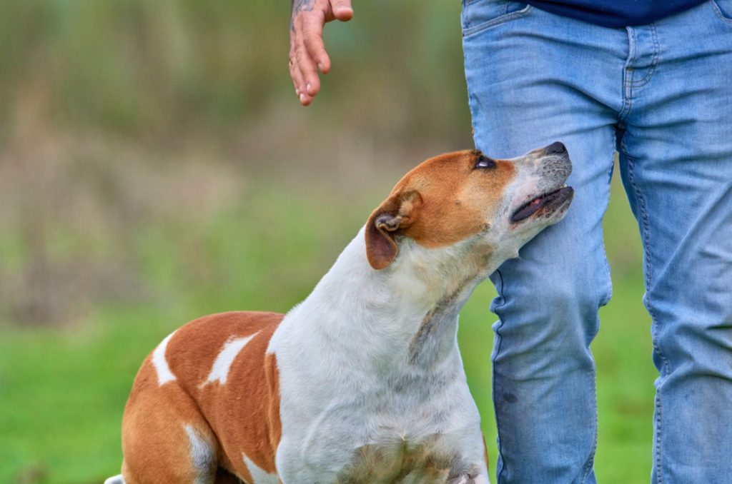 pitbull dog with his owner walking in the park