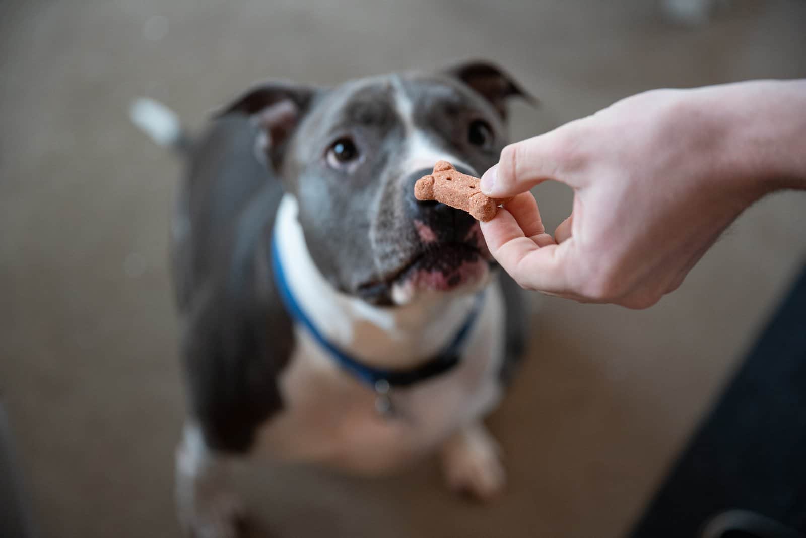 Pitbull Feeding Chart: How Much Should A Pitbull Eat