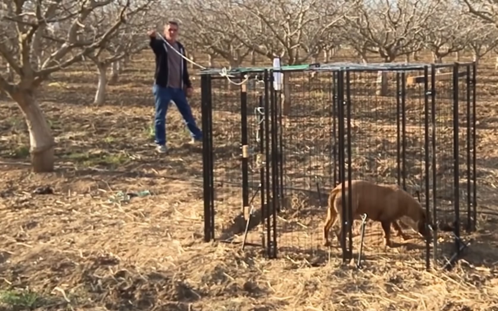 pitbull in a kennel