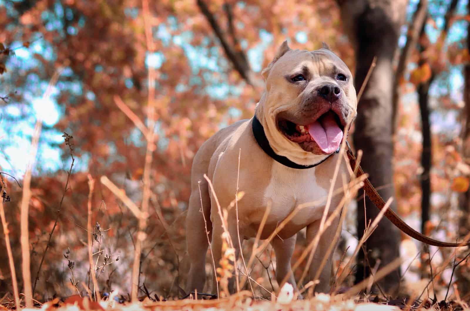 pitbull in nature