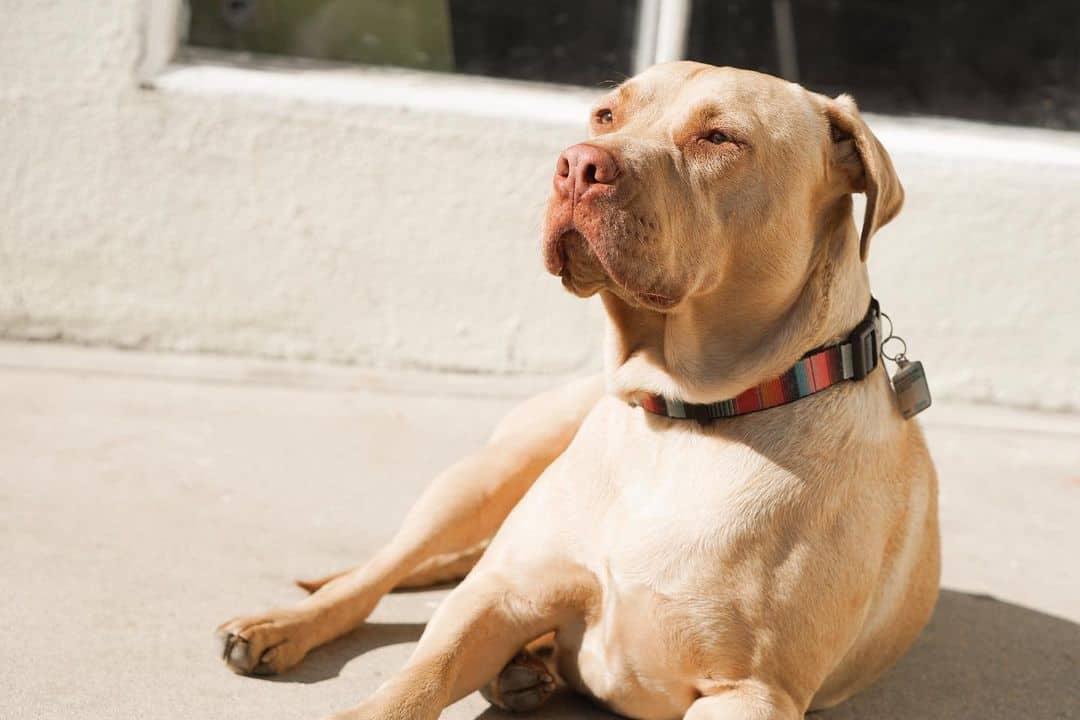 pitbull lab mix