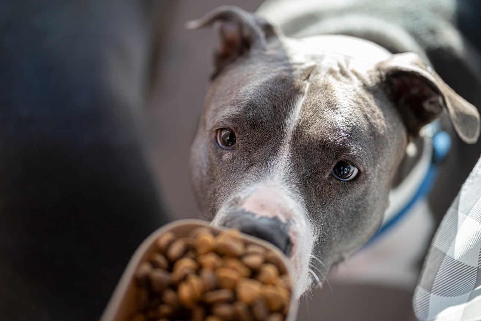 Pitbull looking at his food