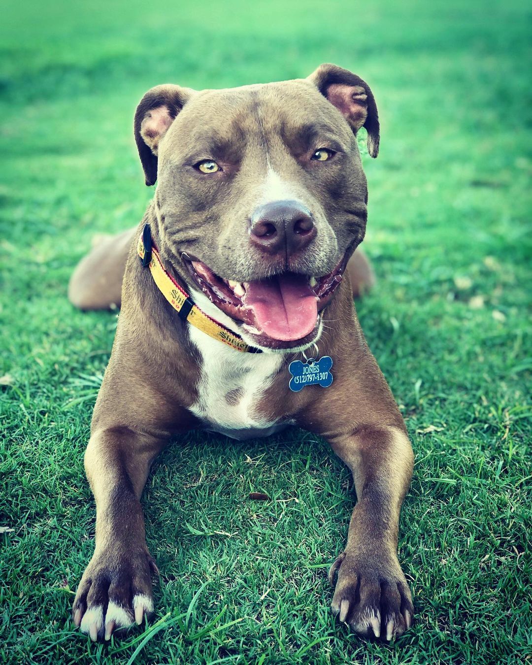 pitbull lying on grass