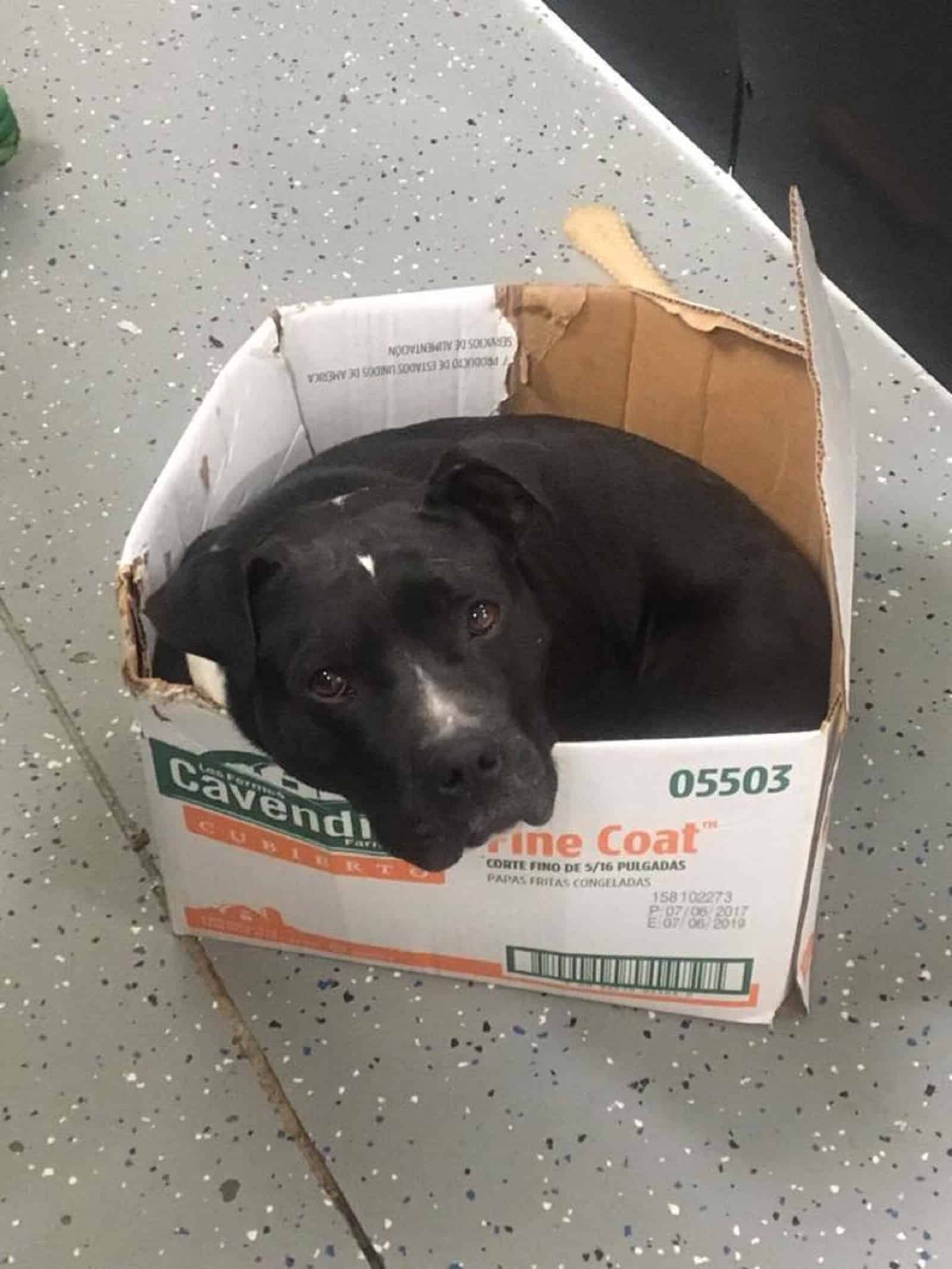 pitbull mix dog sitting in a cardboard box