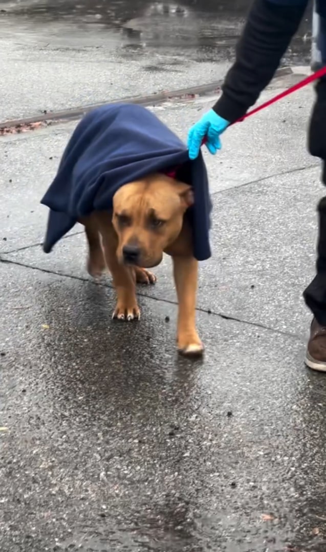 Pitbull on a leash