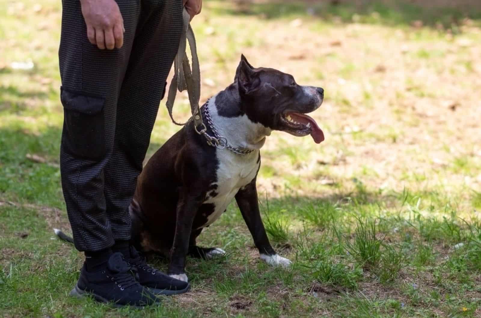 pitbull on a leash next to the owner