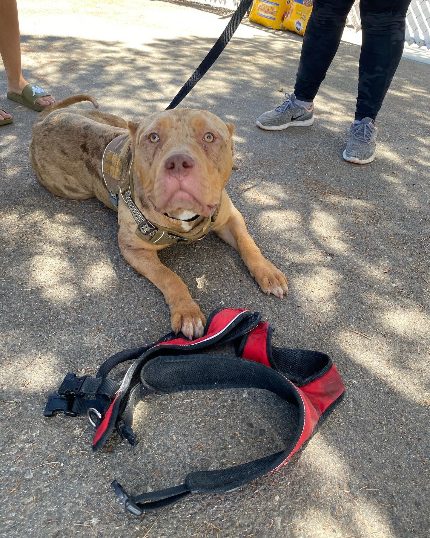 pitbull on the outdoor floor