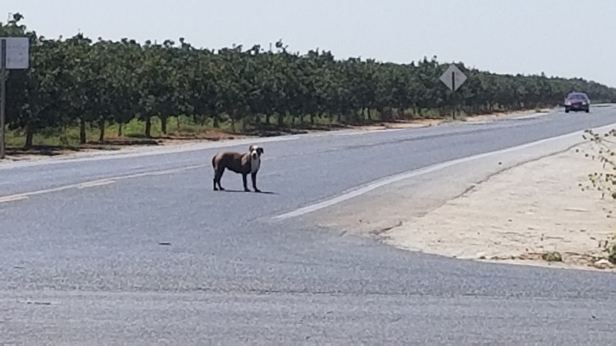 pitbull on the road