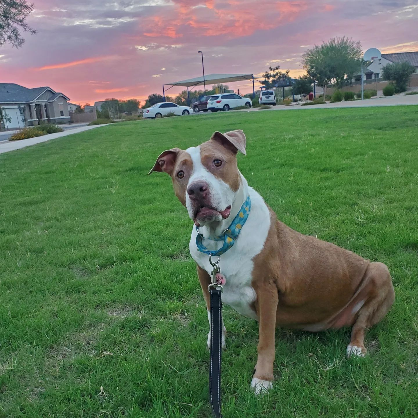 pitbull on the sunset