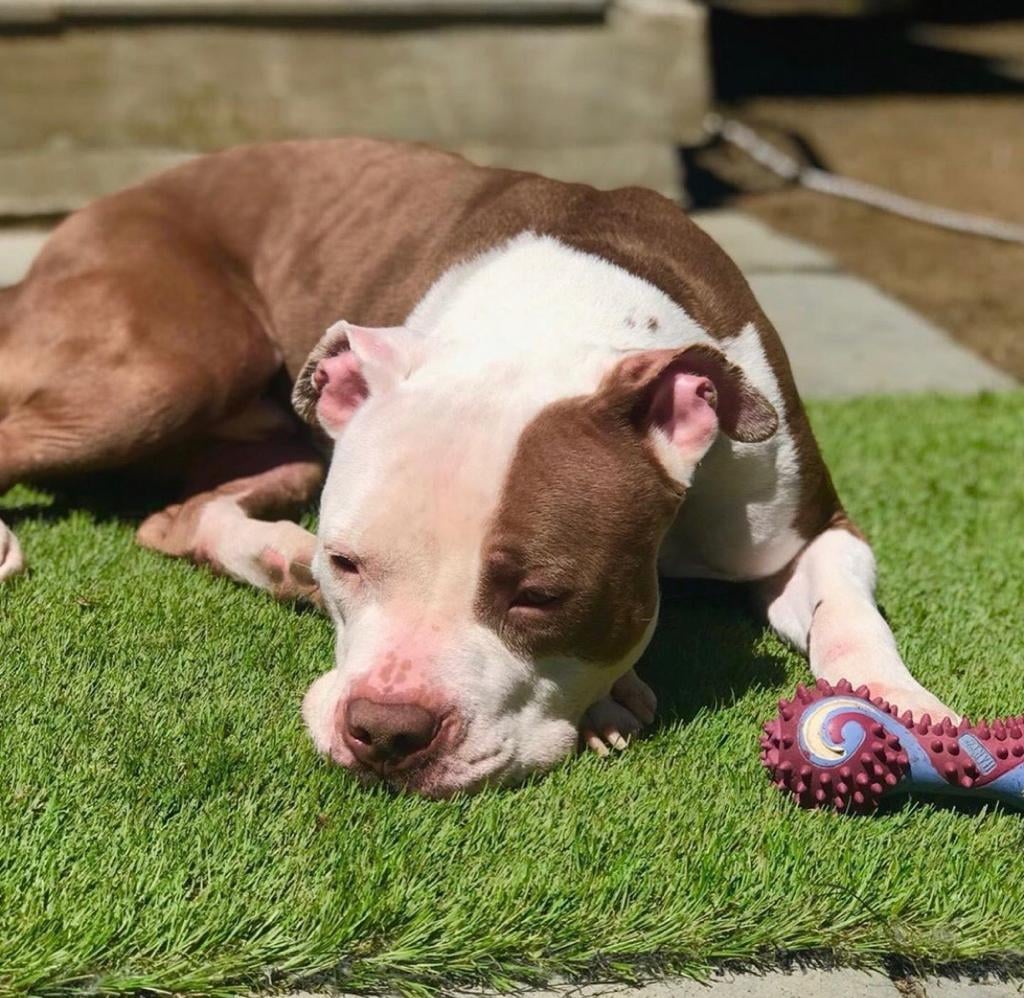 pitbull outdoor laying