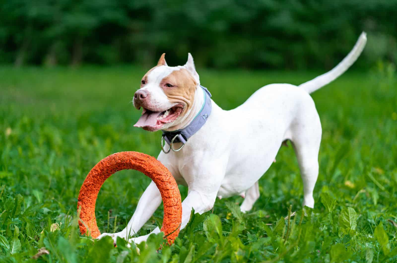 pitbull playing outside on grass