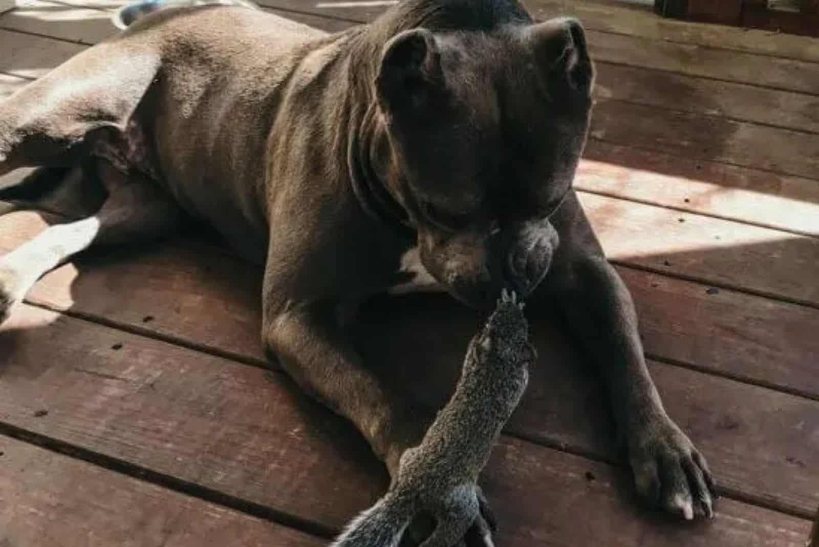 pitbull playing with squirrel