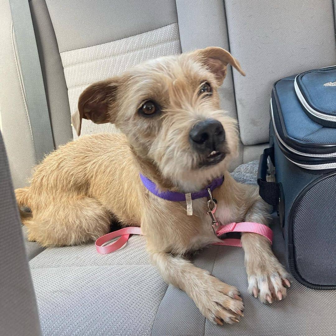 Pitbull Poodle Mix dog in the car