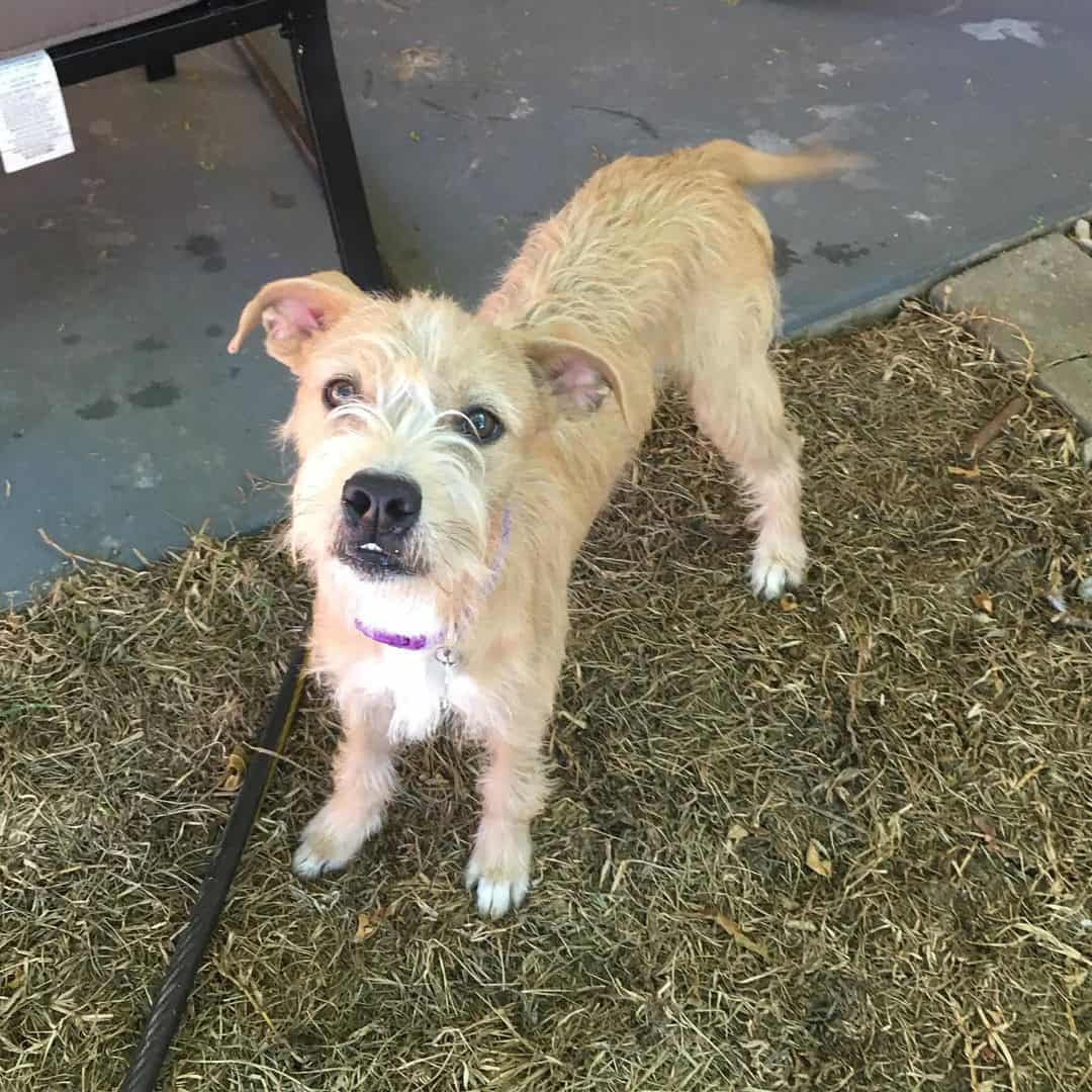 cute Pitbull Poodle Mix dog