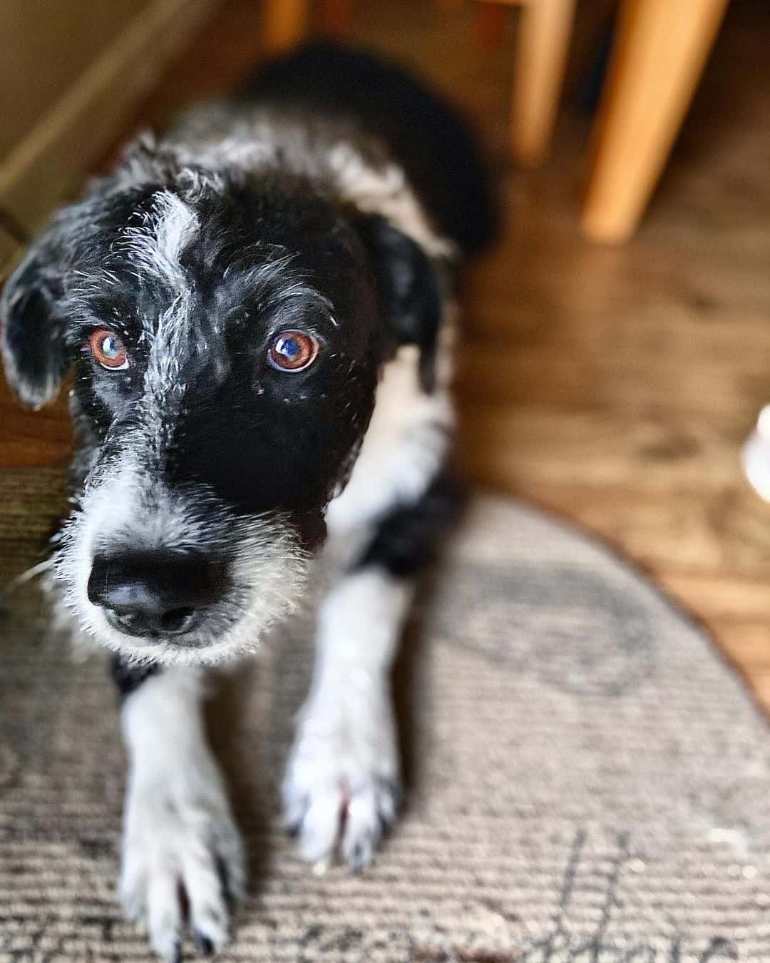 black and white Pitbull Poodle Mix