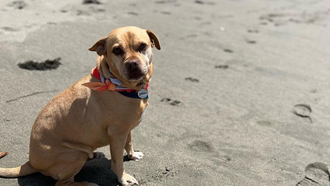 Pitbull pug mix dog sitting on sand