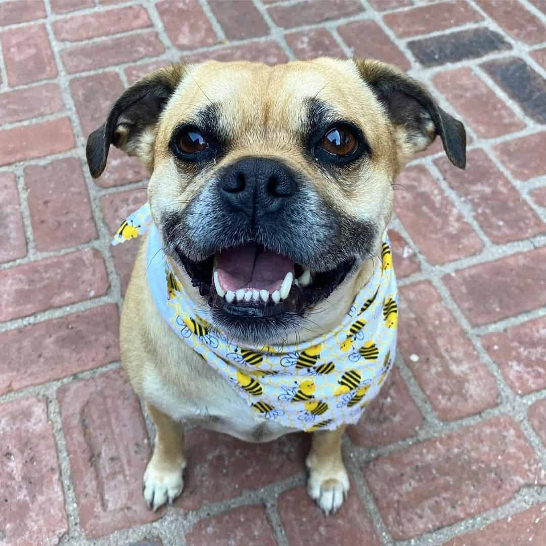 Pitbull Pug Mix looking up