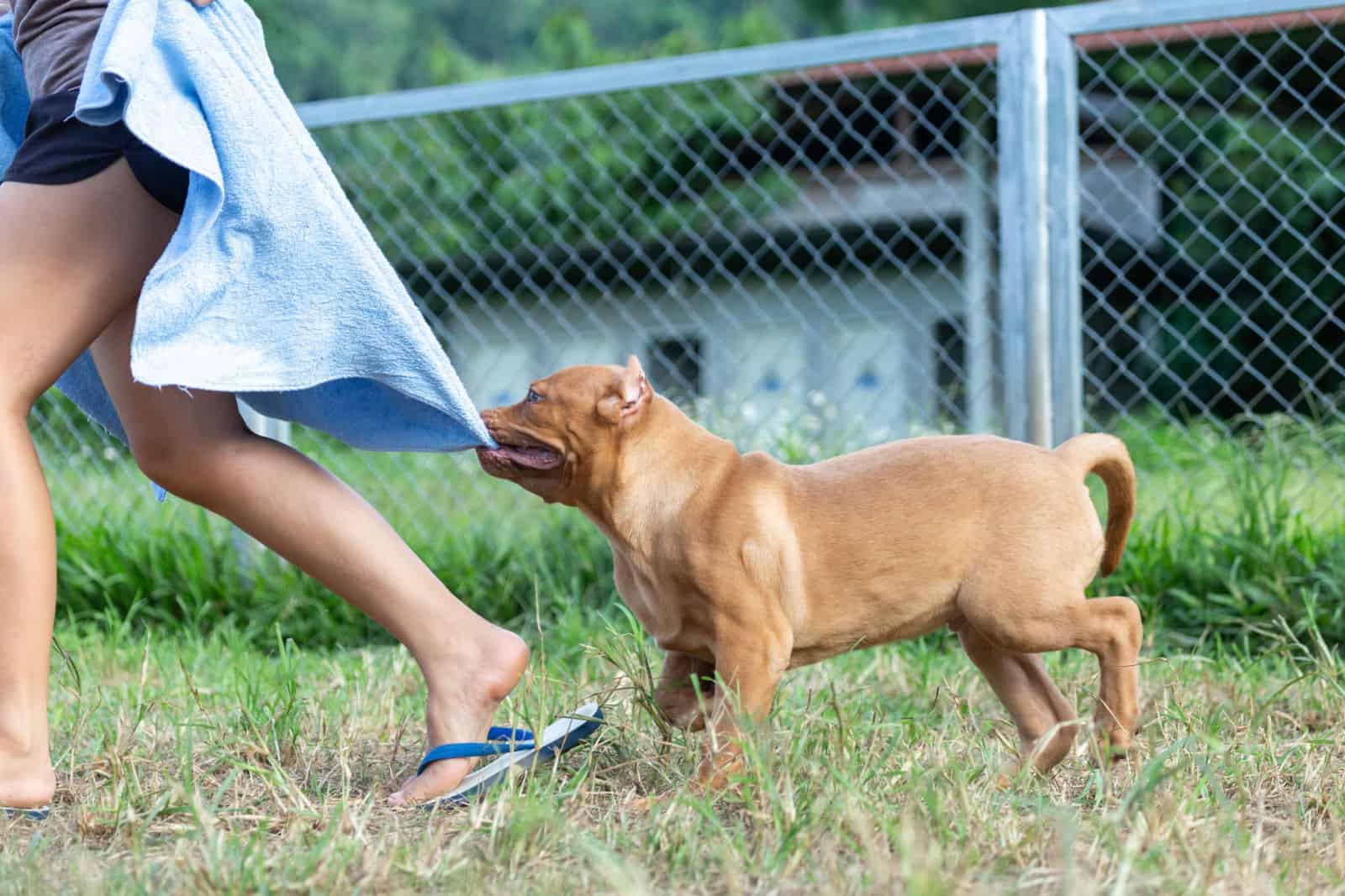 pitbull pulling on owner's shirt