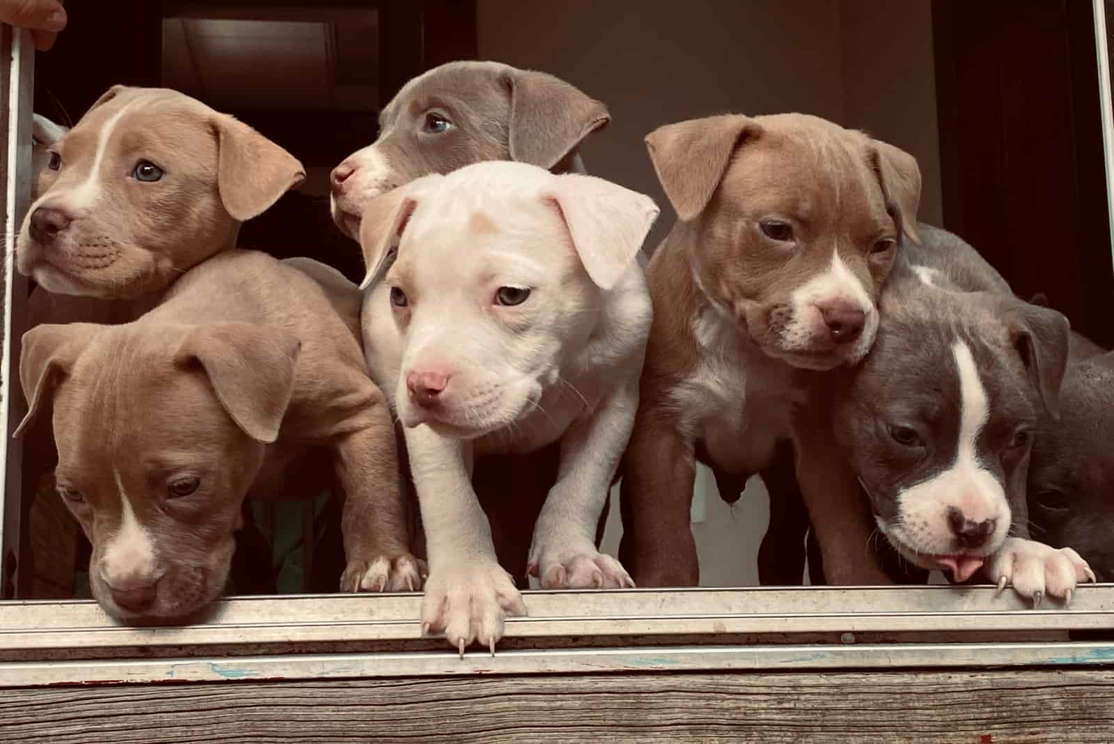 pitbull puppies