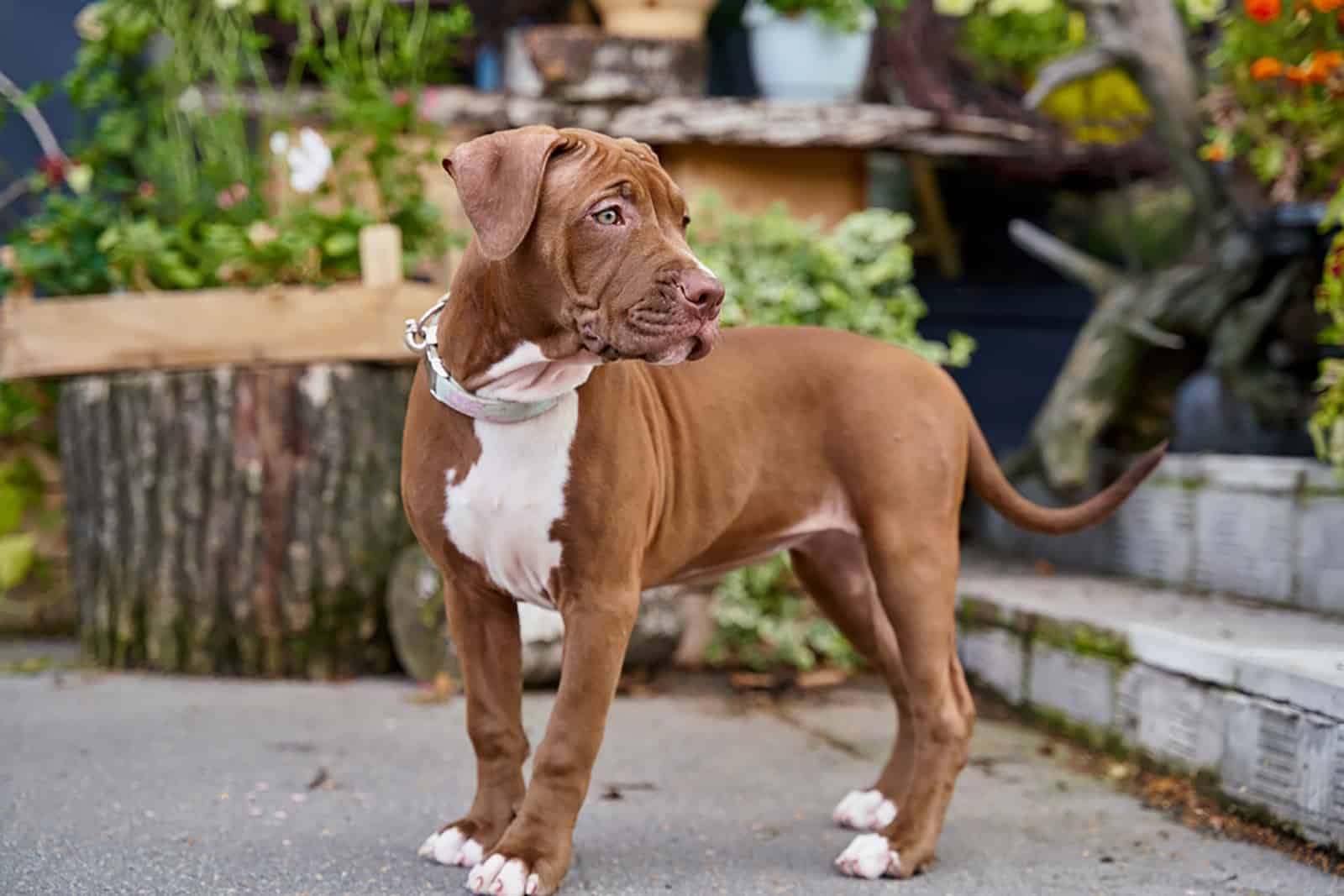 pitbull puppy in the yard