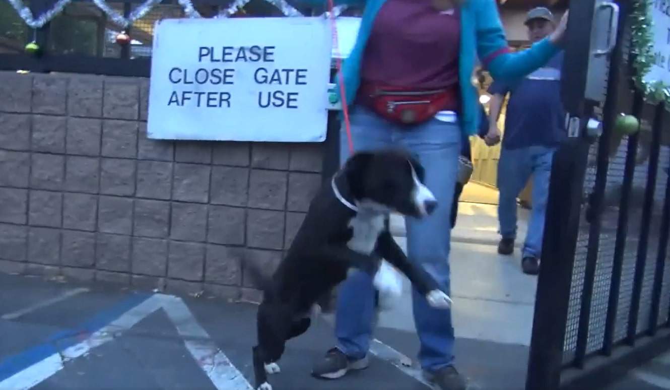 pitbull puppy leaving the shelter with new family