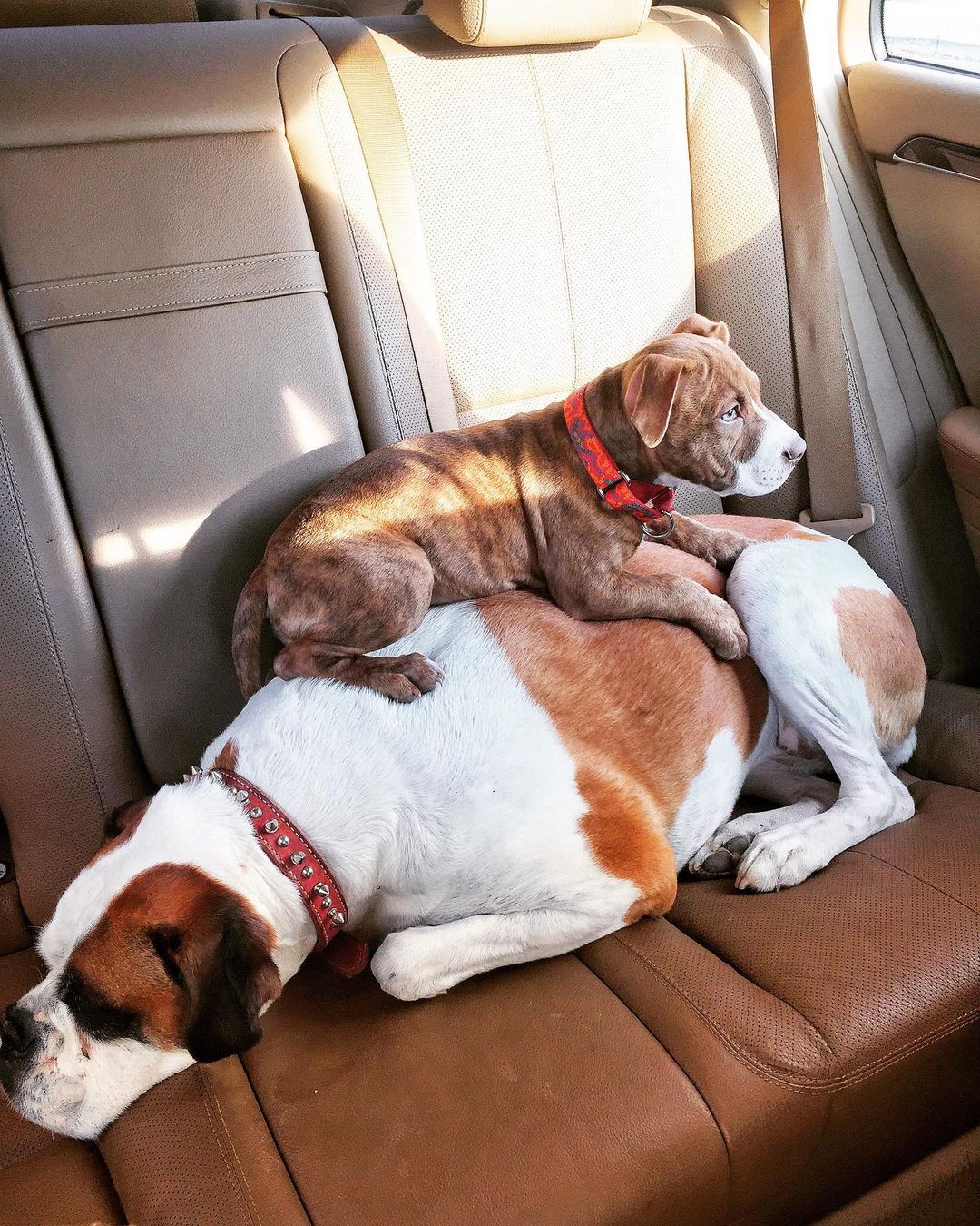 pitbull puppy lying on an other dog