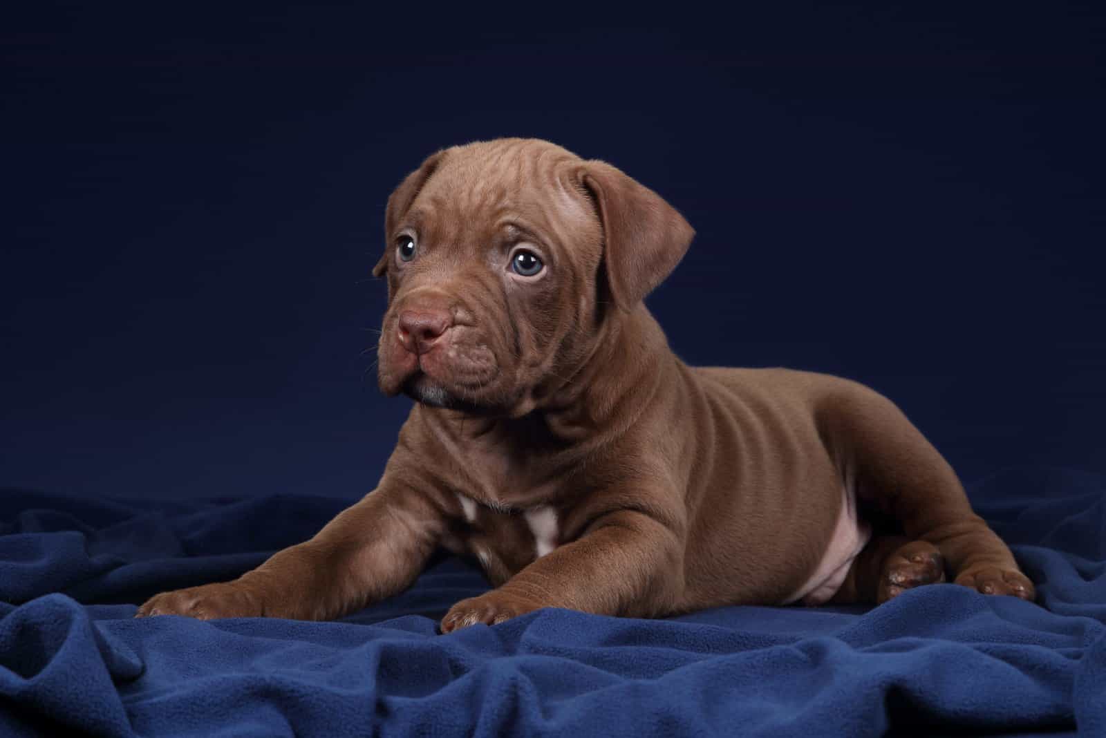 Pitbull puppy posing for photo