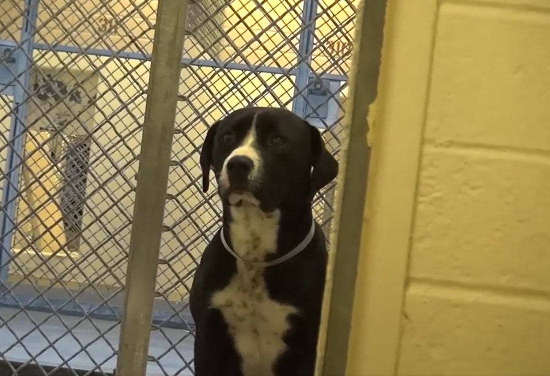 pitbull puppy standing in a kennel