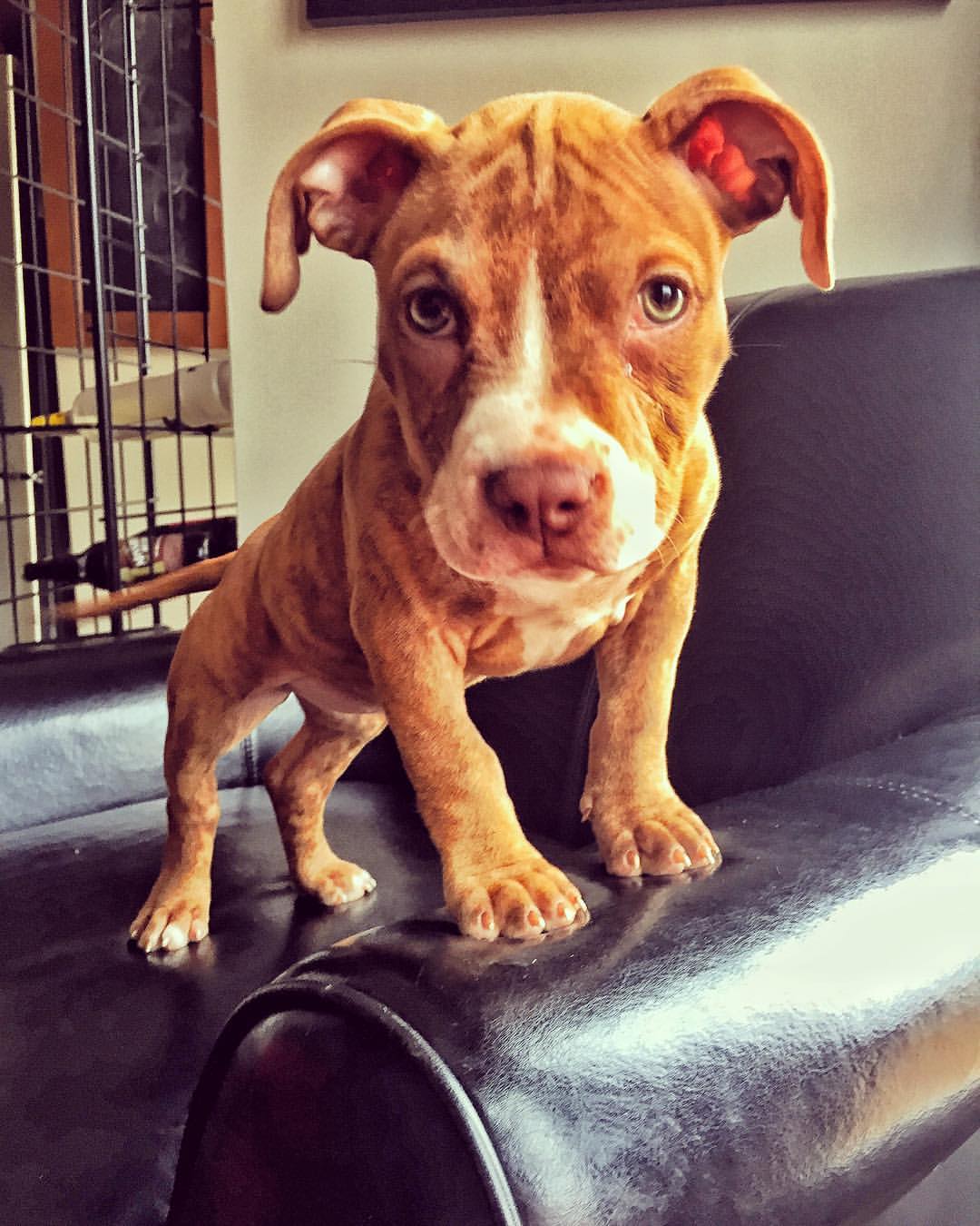 pitbull puppy standing on couch