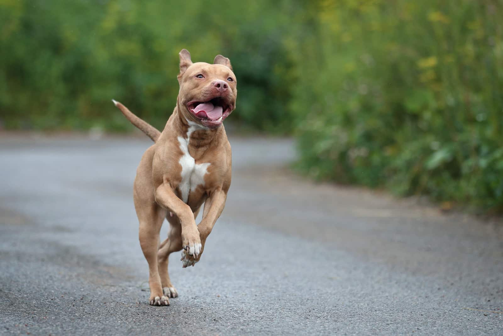 pitbull running