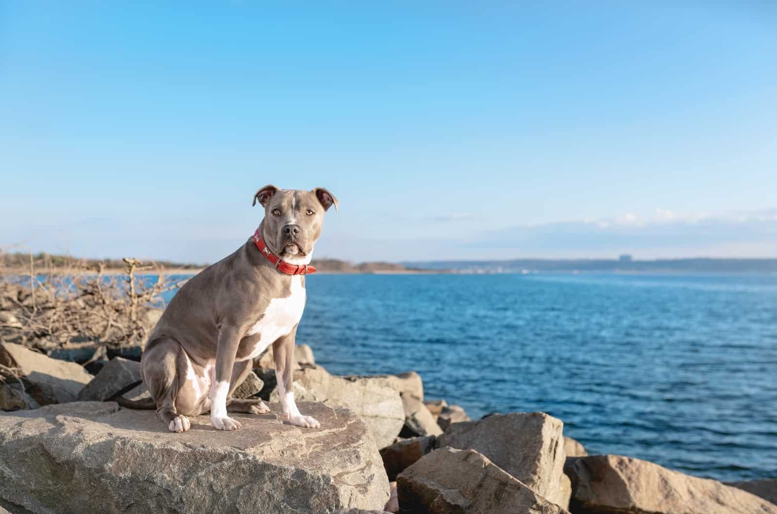 Pitbull sitting by sea