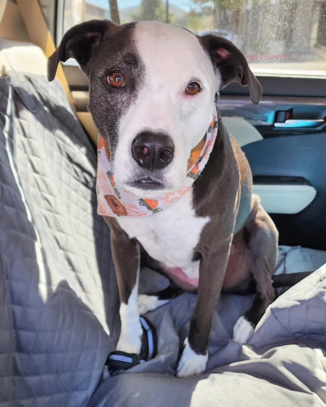 pitbull sitting in a car