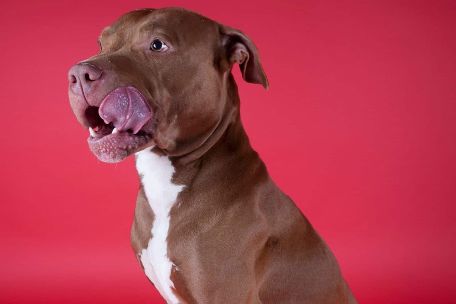 pitbull sitting in red background sitting and sticking tongue out