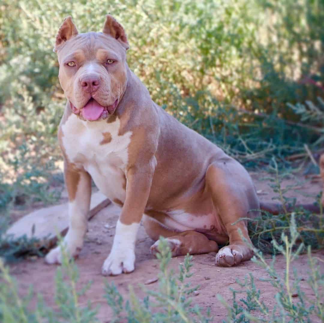 pitbull sitting outside