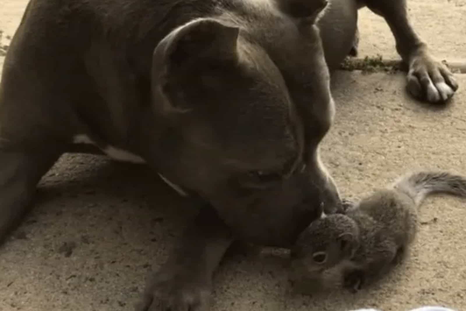 pitbull sniffing squirrel